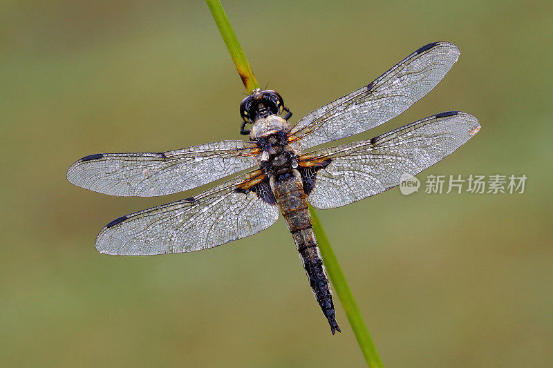 四斑点追逐者(Libellula quadrimaculata)